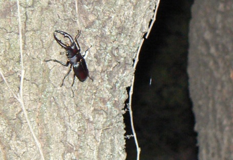 ２番目のクヌギの目線より3ｍ程上_ノコギリクワガタ♂_2021年5月31日19時15分頃 22度